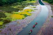 寧平最美的睡蓮季